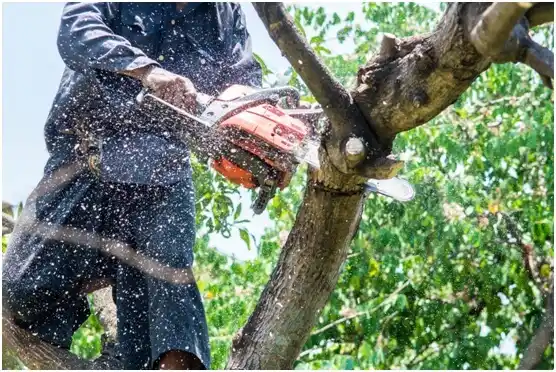 tree services Cherry Tree